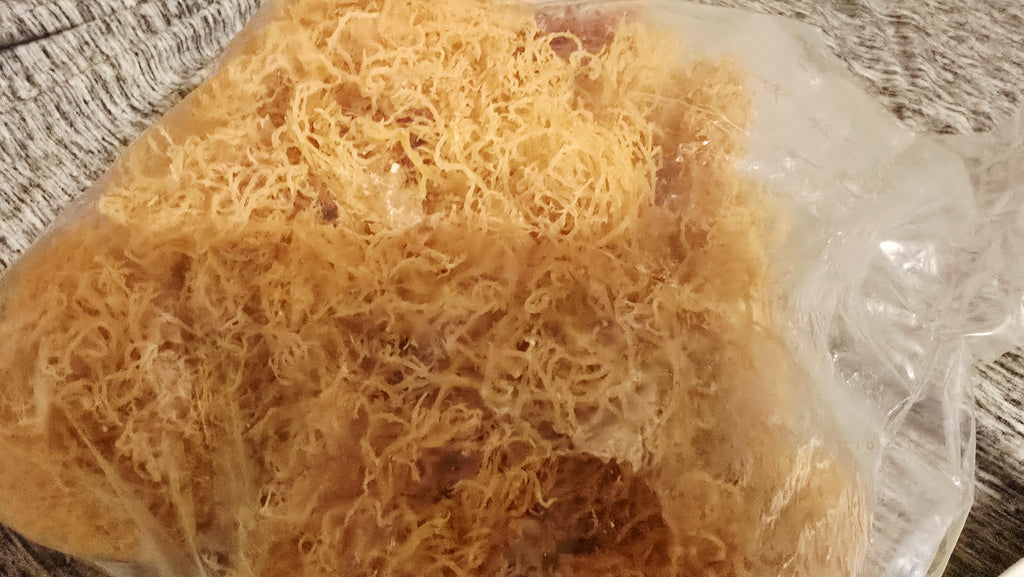 Belize Wildcrafted Dried Sea Moss – Luxury Mineral Sea Superfood (16 oz)